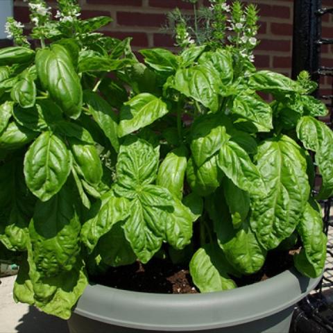 Basil 'Mammoth', large wrinkled green leaves