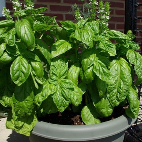 Basil 'Mammoth', large wrinkled green leaves