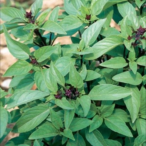 Thai Basil, green leave, dark stems