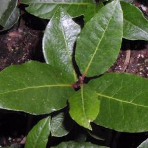 Laurus nobilis, shiny green leaves