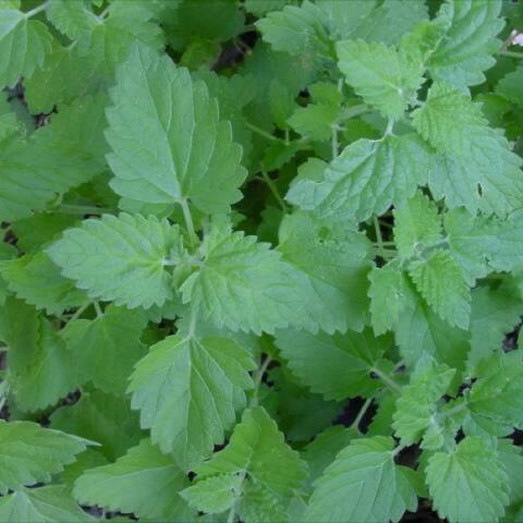 Nepeta catnip, green scallop-edged leaves