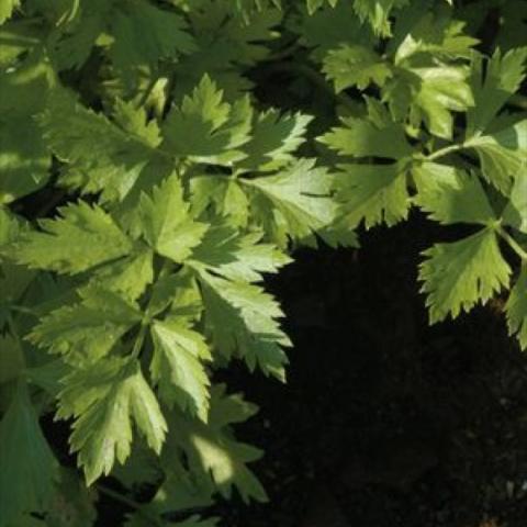 Celery 'Afina'