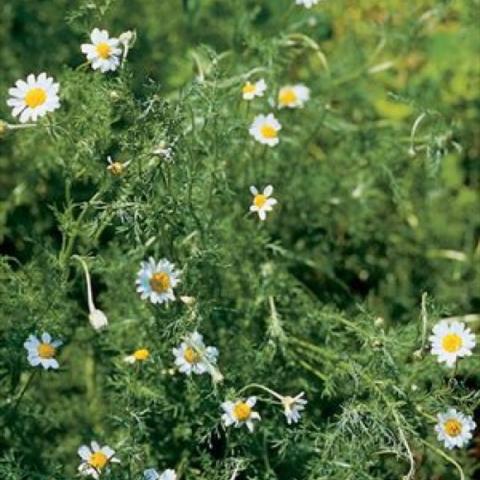 Roman Chamomile, green sprawling plant with white daisies