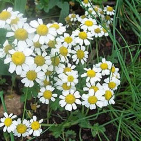 German Chamomile, yellow and white daisies