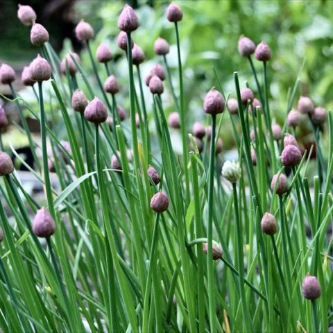 Allium schoenoprasum purple flower buds