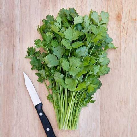 Cilantro Caribe, green leaves on a cutting board with a knife