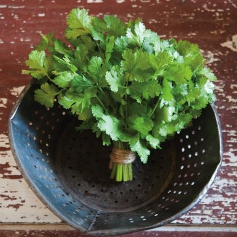 Cilantro Cruiser, green leaves