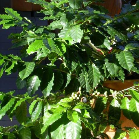 Cofea arabica, green leaves