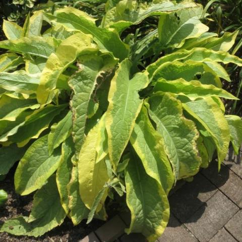 Variegated comfrey