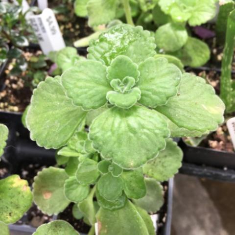 Plectranthus amboinicus, green slightly furry rounded leaves