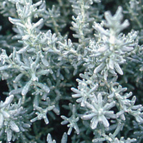 Curry, silver-gray-green stubby leaves