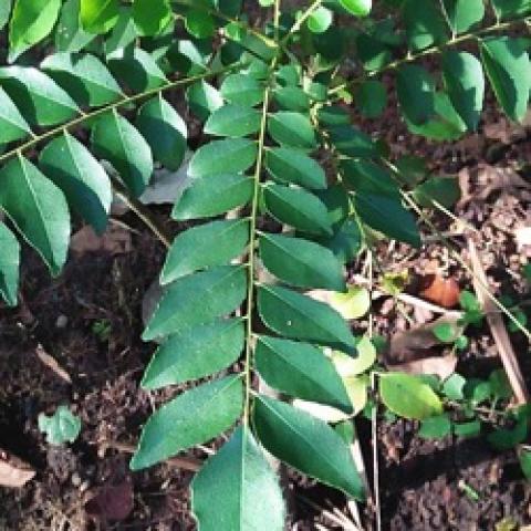 Curry leaf tree, ovate leaves aligned on woody stems