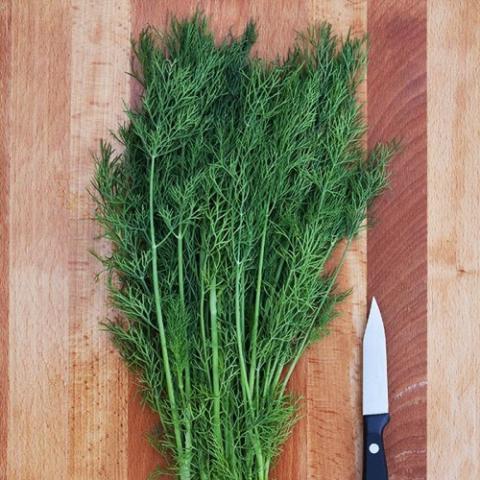 Dill Greensleeves, green fine foliage