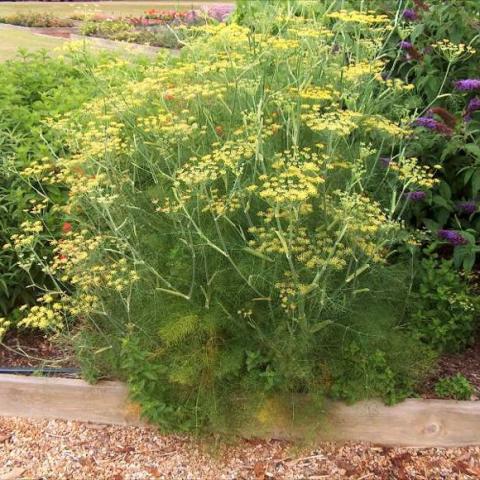 Dill, green with yellow flowers