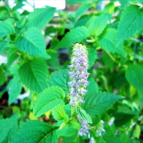 Vietnamese balm, green leaves with light lavender flower spike