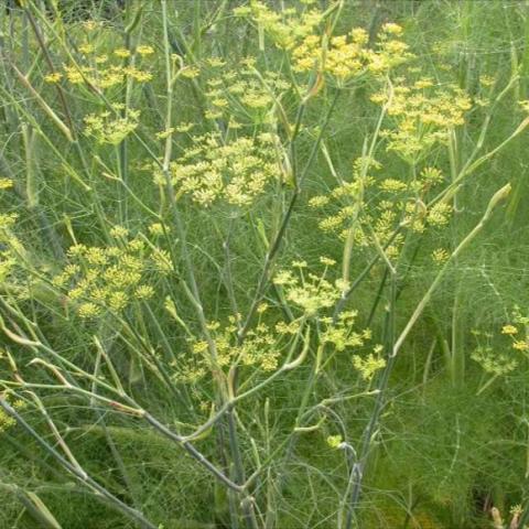 Fennel flowers