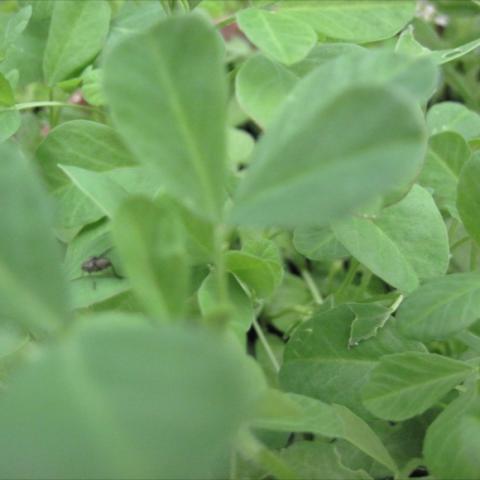 Fenugreek leaves, green and similar to false indigo