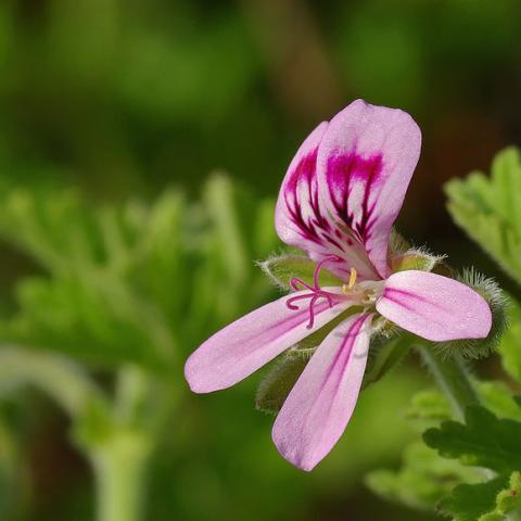 Scented geranium 'Lady Plymouth', green leaves and pink/magenta flower