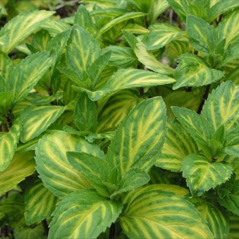 Ginger Mint, green leaves with yellow veining