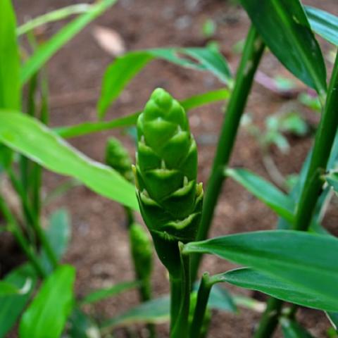 Zingiber officinale green flower