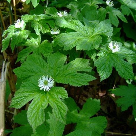 Hydrastis canadensis, green umbrella leaves and small white starry flowers