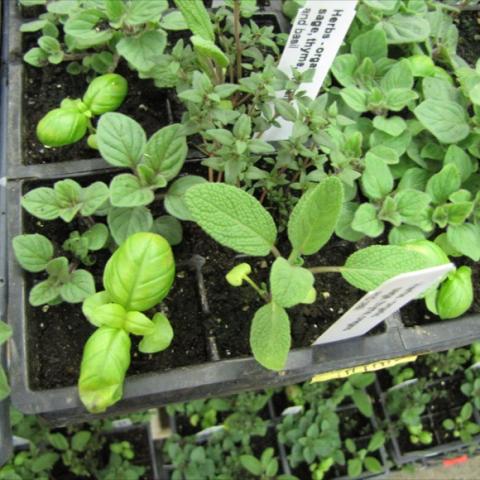 Mixed herb seedlings, sage, thyme, oregano, basil