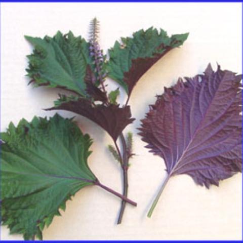 Hojiso perilla, green leaves with purple backs