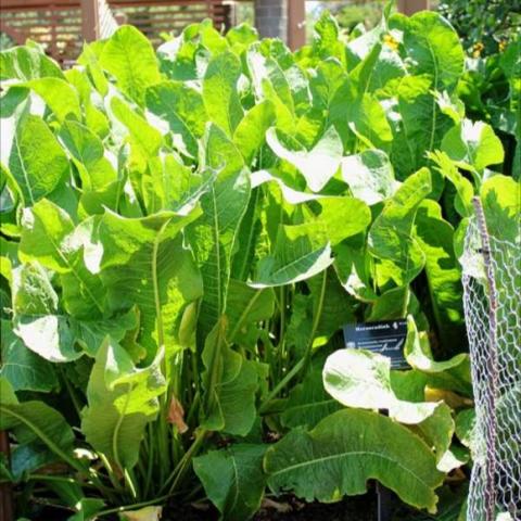 Horseradish, green leaves