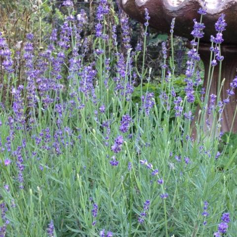 Lavandula 'Cynthia Johnson', green upright plants with lavender flowers