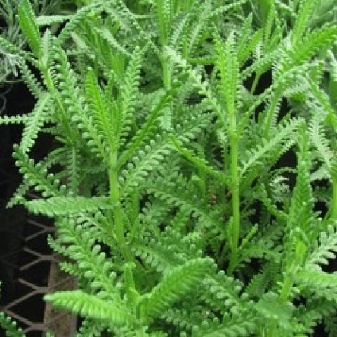 Lavandula dentata, green-gray jagged-edged leaves