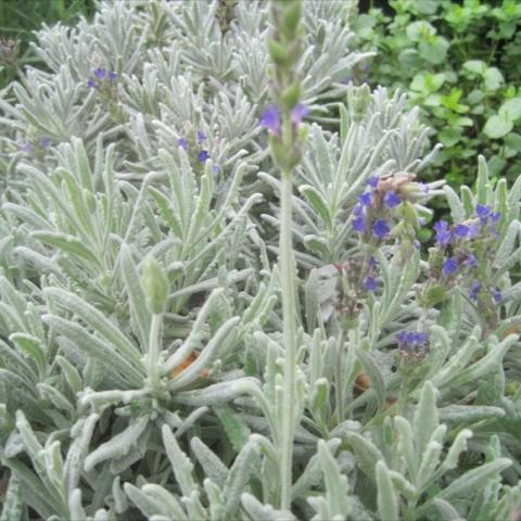 Lavender 'Goodwin Creek', silver-green leaves and purple flowers