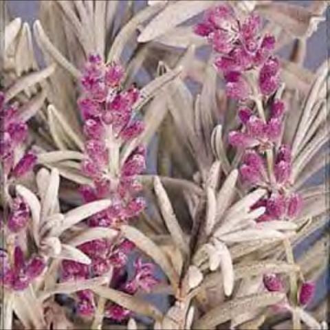 Lavandula angustifolia, gray-green leaves, lavender flowers