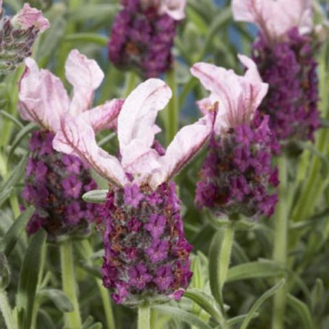 Lavandula 'Madrid Pink', light pink petals over purple heads