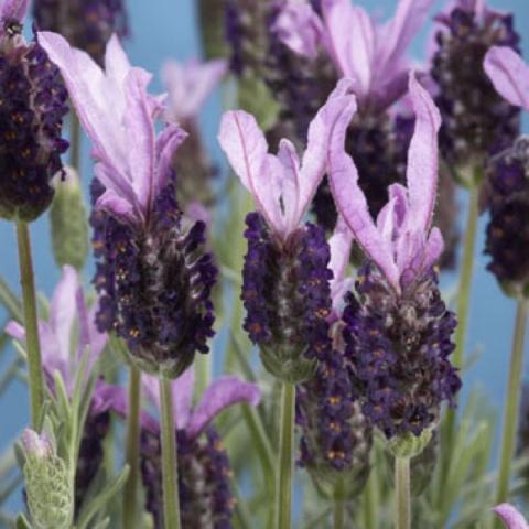 Lavandula 'Madrid Purple', lavender crazy flowers