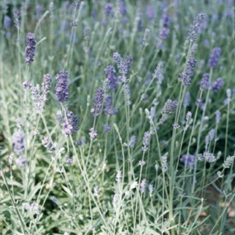 Munstead lavender