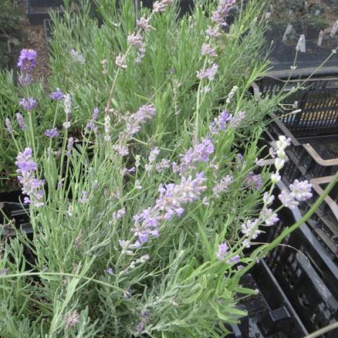 Munstead lavender