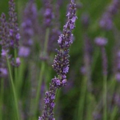 Lavandula Phenomenal