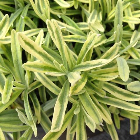 Lavandula Platinum Blond, green and yellow variegated lavender