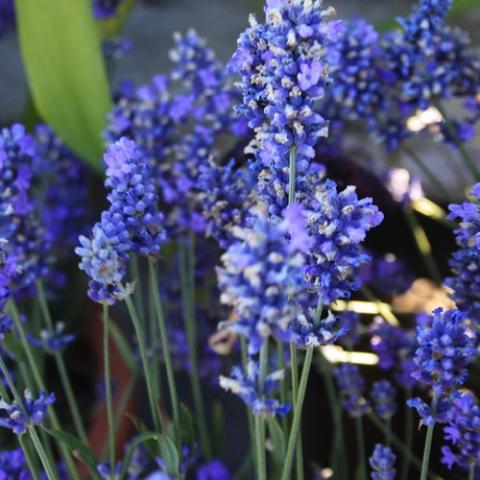 Lavandula Royal Velvet, purple spikes of flowers