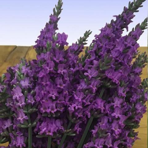 Lavandula Sensational, red-purple flowers on spikes