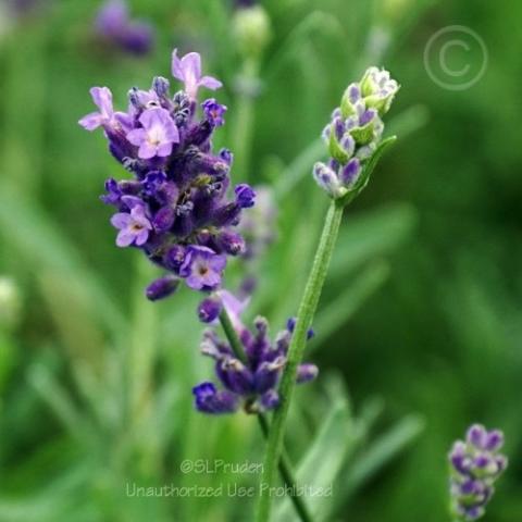 Lavadula SuperBlue, blue-purple spike of flowers