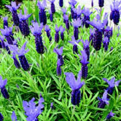 Lavandula 'Violet Lace', crazy purple flowerheads, green leaves