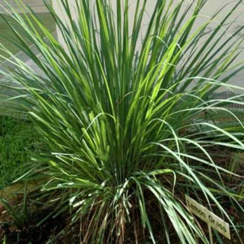 Mature lemon grass