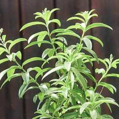 Lemon verbena, green upright plant