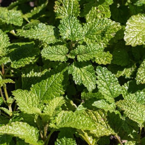 Melissa officinalis Orange Mandarina, green crinkled leaves