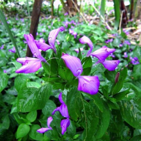 Dicliptera tinctoria, pink flowers and green leaves