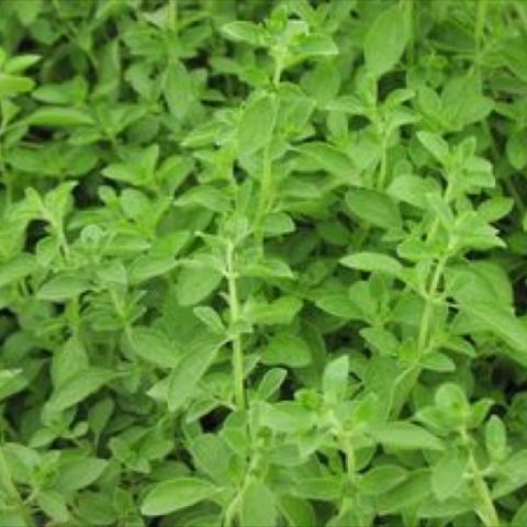 Sweet Marjoram, green leaves