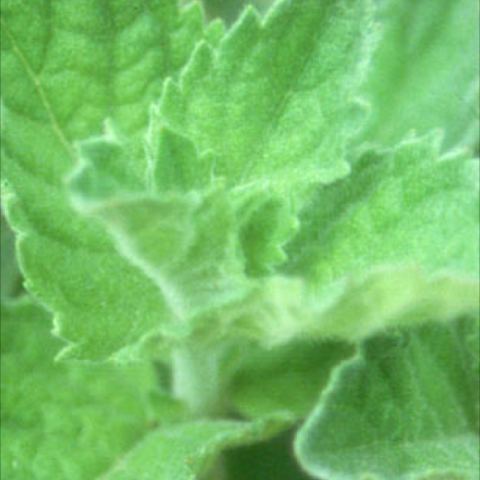 Grapefruit Mint, green leaves