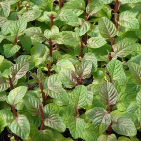 Mentha 'Berries and Cream', green leaves, dark stems