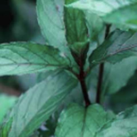 Candymint, green leaves, dark stems